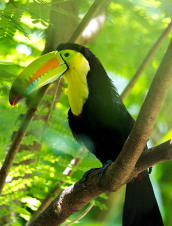 Keel-billed toucan (Ramphastos sulfuratus), AKA sulfur-breasted or rainbow-billed toucan.  Latin American member of the toucan family.の写真素材
