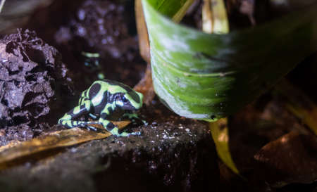 Green and black poison dart frog (Dendrobates auratus) in his rehab environment.の写真素材
