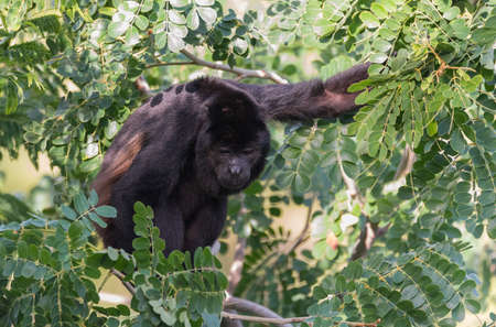 Black Howler monkey, genus Alouatta monotypic in subfamily Alouattinae, one of the largest of New World monkeys, forages for food in his habitat rain forest.の写真素材