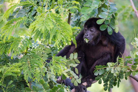 Black Howler monkey, genus Alouatta monotypic in subfamily Alouattinae, one of the largest of New World monkeys, forages for food in his habitat rain forest.の写真素材