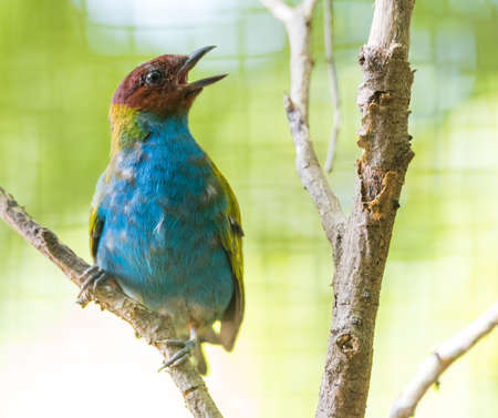 Bay headed tanager (Tangara gyrola) is a medium sized passerine bird and a resident breeder in Costa Rica.の写真素材