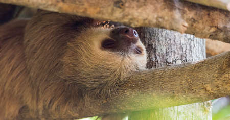 Two toed sloth.  This one, Choloepus didactylus, sleeps upside down under the cover of large tree.の写真素材