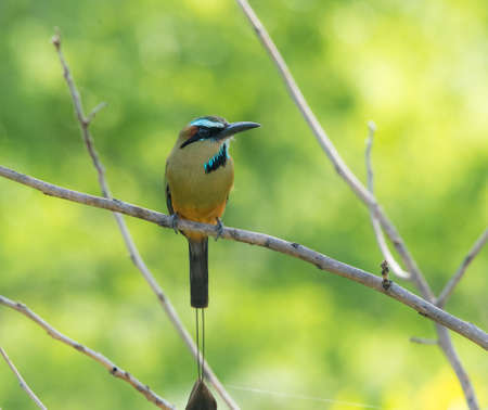 Turquoise browed motmot (Eumomota superciliosa) Colourful, medium sized bird of motmot family, Momotidae.の写真素材