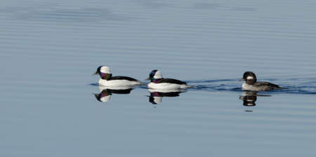 Bufflehead ducks (Bucephala albeola) in springtime.  White ducks with black backs visit a northern lake.の写真素材