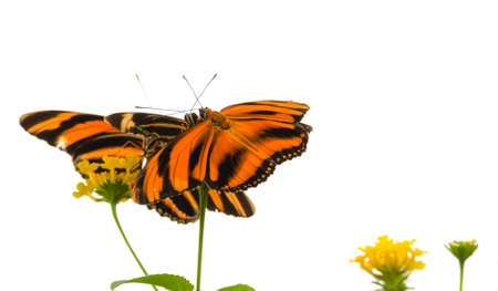 Banded Orange butterfly (Dryadula phaetusa) AKA the banded orange heliconian, banded orange, or orange   tiger butterfly.の写真素材
