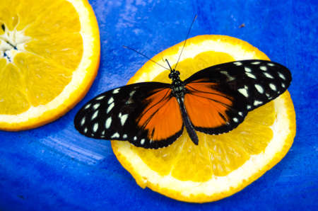Hecale Longwing | Heliconius hecale butterfly or Hecale longwing, golden   longwing or golden heliconian.  A heliconiid butterfly found in Mexico down to the Peruvian Amazon.の写真素材