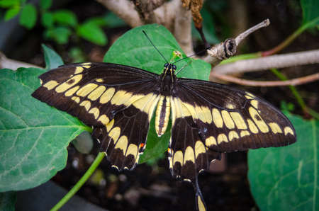 Giant Swallowtail (Papilio cresphontes) butterfly's fore wing has diagonal band of yellow spots. This specimen is   missing the tips of its left forewing and left tail.の写真素材