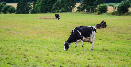 Holstein Friesians dairy cow grazing in a meadow, these animals are known as the world's highest production dairy animals.の写真素材