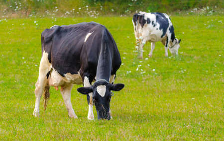 Holstein Friesians dairy cow grazing in a meadow, these animals are known as the world's highest production dairy animals.の写真素材