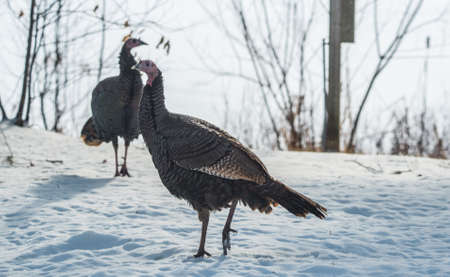 Eastern Wild Turkey (Meleagris gallopavo silvestris) hens in a winter woodland yard.の写真素材