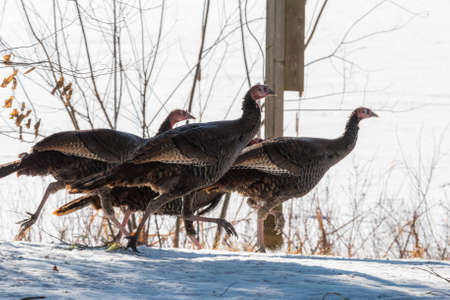 Eastern Wild Turkey (Meleagris gallopavo silvestris) hens running through a wooded yard.の写真素材
