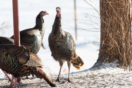 Eastern Wild Turkey (Meleagris gallopavo silvestris) hens gathering to find seed in a wooded yard.の写真素材
