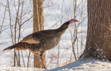 Eastern Wild Turkey (Meleagris gallopavo silvestris) hen in a winter woodland yard.の写真素材