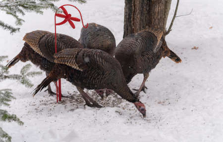 Eastern Wild Turkey (Meleagris gallopavo silvestris) hens feeding on seed in a wooded yard.の写真素材