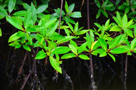 Mangrove forestの写真素材
