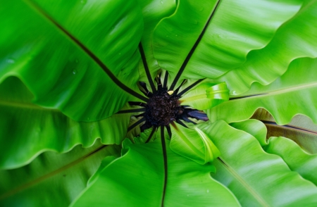 Bird s nest fern