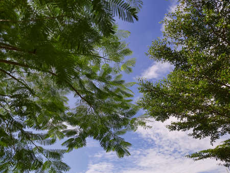 photo tree shot from below. spring landscape of trees against the skyの写真素材