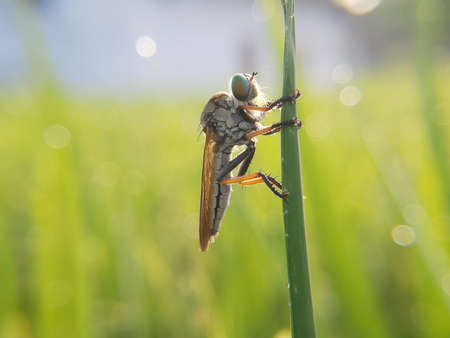 Robber Fly. The Asilidae are the robber fly family, also called assassin flies waiting in ambush for its preyの写真素材