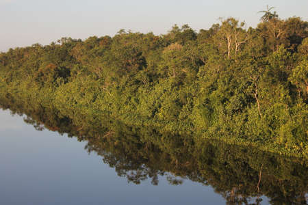reflection trees on water