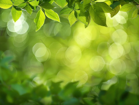 green leaves on blurred greenery background with bokeh and sunlightの素材