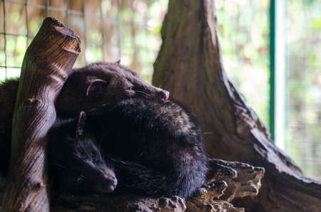 Two civets were sleep in the cage at the middle of the day near Ubud, Gianyar, Bali, Indonesiaの写真素材