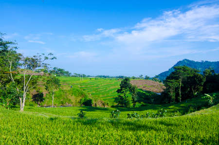 Somewhere in Asia that has beautiful scenery of rice paddiesの写真素材