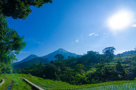 an epic view of Mount Penanggungan with rice field