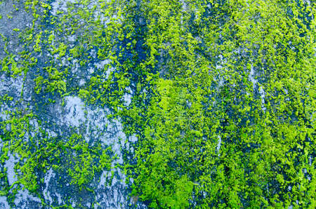 mossy stone wallの写真素材