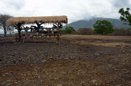 Bull's Skull at Baluran National Park, Situbondo, East Java, Indonesiaの写真素材
