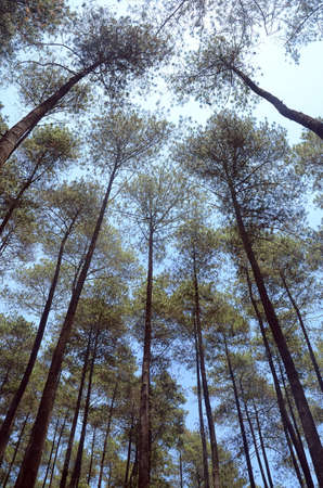 trees and sky in the forest