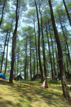 trees and sky in the forestの写真素材