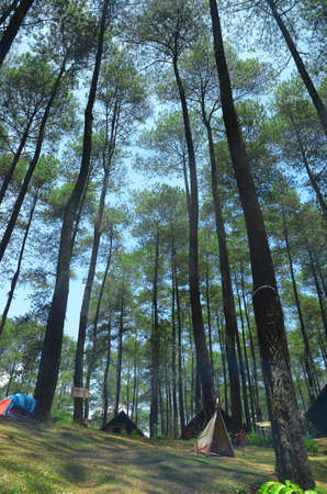 trees and sky in the forestの写真素材