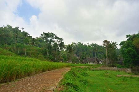 green rice field with rural roadの写真素材