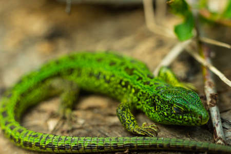 green lizard on a tree basking in the sun eyes closedの写真素材