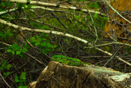 green lizard resting basking in the sun on a stump in the forest.