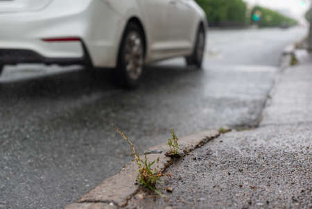 small bush of grass in the rain, sprouting through the asphalt on the side of the road in the city and a passing white car out of focus.の写真素材
