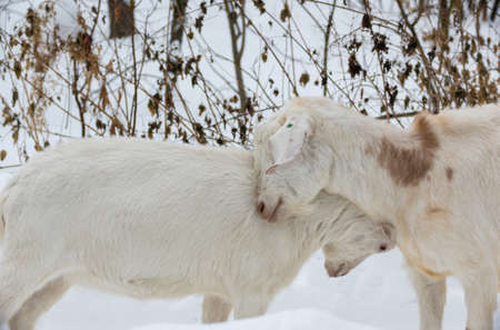 white milking goats butting in the paddock in winter in the forest.