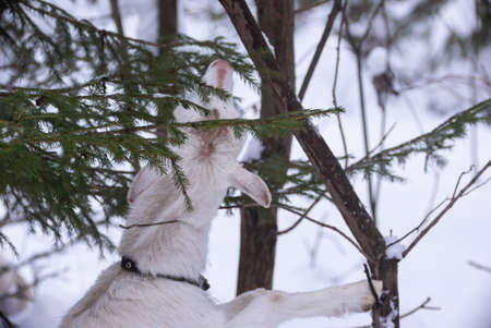 white milking adult goat among the bushes of trees eating green spruce branches close-up in the...