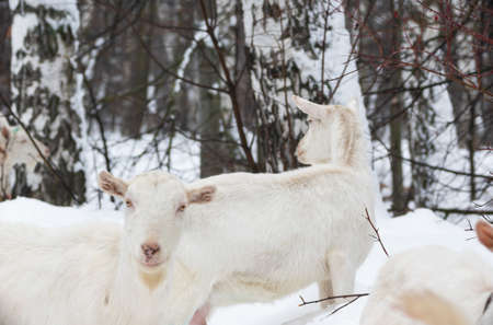 white milking goats in winter in a birch forest among the bushes of trees graze in the village.の写真素材