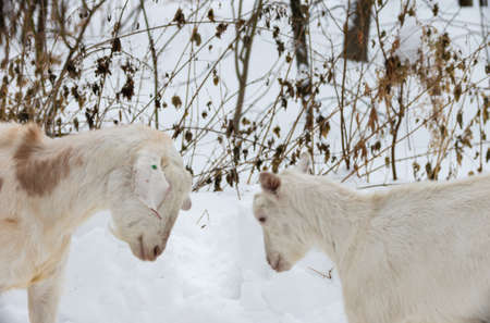two goats butting for the pasture in a snowy winter forestの写真素材