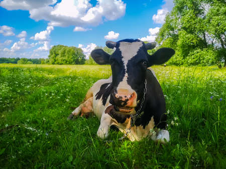 dairy cow lies on the grass and chews the grass in the summer in the meadowの写真素材