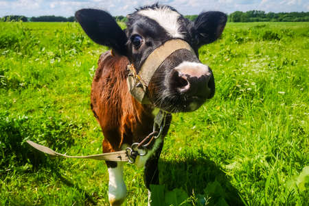 a calf grazes in the summer on a meadow in a village in sunny weather
