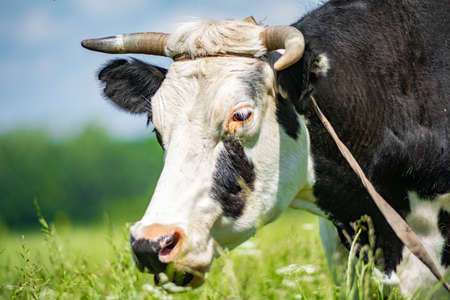 a cash cow grazes in the meadow, and in the summer she chews grass in the village in sunny weatherの写真素材
