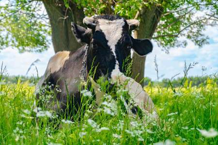 milch cow lies in a meadow and eats grass near trees in summer village in sunny weatherの写真素材