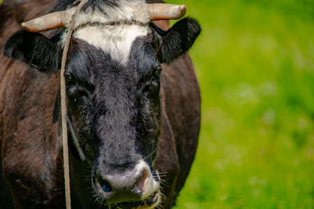 head of a cow close-up on a background of grass in summerの写真素材