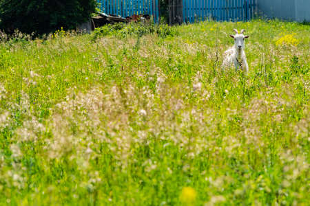 white goat grazes on a meadow in a summer villageの写真素材