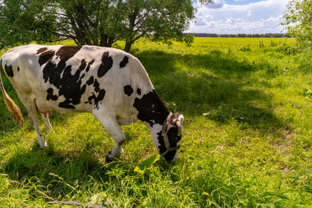 a large dairy black and white cow grazes in a meadow and eats grass near the trees in hot sunny weatherの写真素材