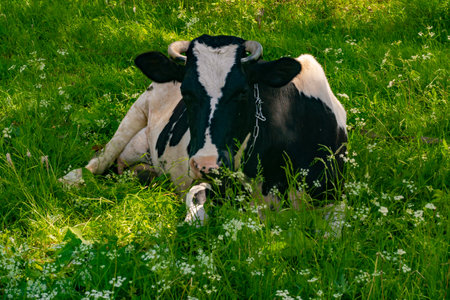 cow resting in the shade on the grassの写真素材