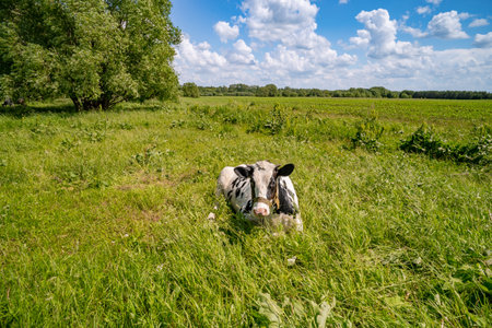 cow resting in the meadow and eating grassの写真素材