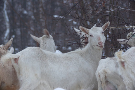 a white goat stands in a winter snowy forest among large snowdriftsの写真素材